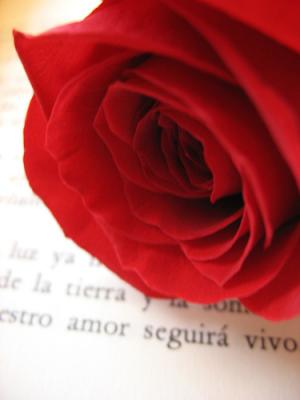 Mi Rosa por tu Libro